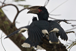 Trumpeter Hornbill portfolio