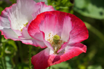 Papaver