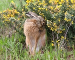 Brown Hare looking very appealing.