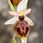 Tyrhennian Ophrys (Ophrys tyrrhena)