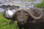 _M7B0102 Amboseli