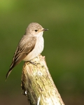 20110613-IMG_5725