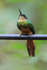 Rufous-tailed Jacamar (female), Porto Jofre, Mato Grosso, Brazil