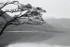 CS195 WINDSWEPT TREE,LOCH ETIVE, SCOTLAND