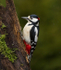 GS WOODPECKER (chap) REF WOOD 7