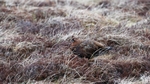 Teesdale  2018-04-17 14-51-44 