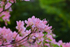 Pink Rhododendron - DSC_7152_00013