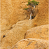 Rock and tree detail, Spitzkoppe