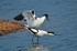 Avocets