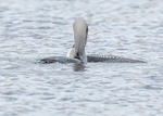 Black-throated Diver