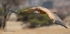 Cape Vulture