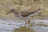 Common Sandpiper standing in water at Otmoor