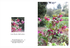 011 Thurlow Hall Gardens - Hellebores
