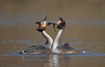 Great Crested Grebe - Podiceps cristatu