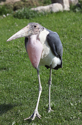 Wild Birds portfolio