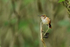 Female Scintillant Hummingbird perched, Boquete, Panama