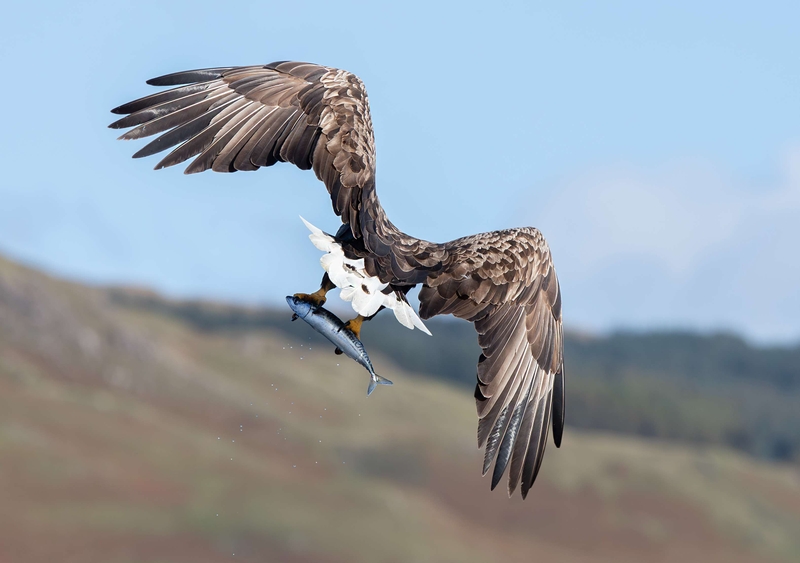 White Tailed Eagle - Isle of Mull - Scotland