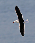 Great Black-backed Gull portfolio