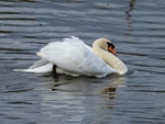 Mute Swan