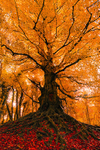 The guardian of Balrath Forest, Ireland.