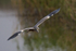Grey Heron swoops in low & fast at the first screen