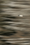 Guillemot flight