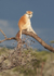 Patas Monkey