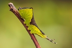 Puss Moth Larva