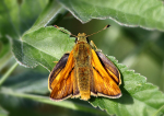 Large Skipper