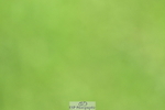 250613A-141341-02532
