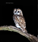 Tawny Owl