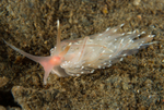 Facelina bostoniensis