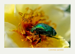 Cetonia aurata 3