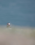 Puffin Skomer Island in Wales
