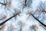 Under the Trees in Macclesfield Forest (1)