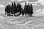 Cypress Grove