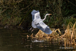 Preparing to land! - Grey Heron