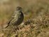 Rock Pipit near Anvil Point Lighthouse at Durlston