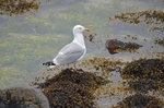 Herring Gull