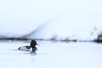 Ring-necked Duck portfolio