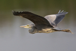 Grey Heron portfolio