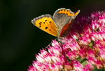 Small Copper, Tatton Park, Cheshire