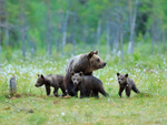 Brown Bear family in the swamp at Martinselkonen