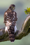 Goshawk