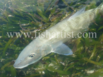 Bonefish Photo - Seagrass Treasure.