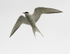 Arctic Tern, Cemlyn Bay, Anglesey, North Wales