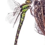 southern hawker (Aeshna cyanea) &acirc;