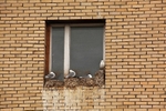 Kittiwakes in Pyramiden 8082
