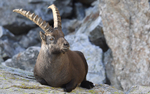 Bouquetin (Mercantour)