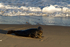 Grey Seal Cow